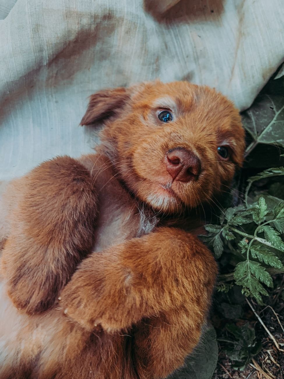 A serene puppy lying quietly
