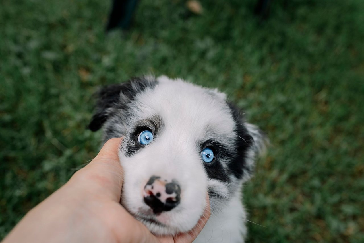 A tranquil puppy at ease