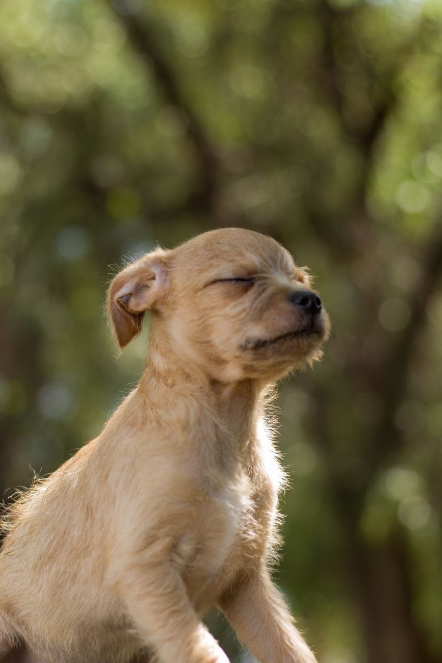 A soft-furred puppy dozing