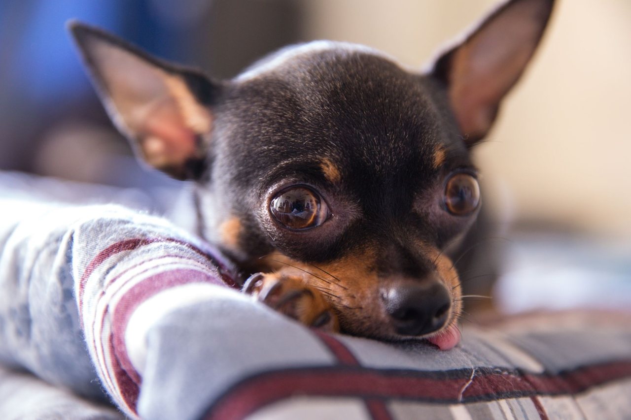 A sleepy young dog settling down