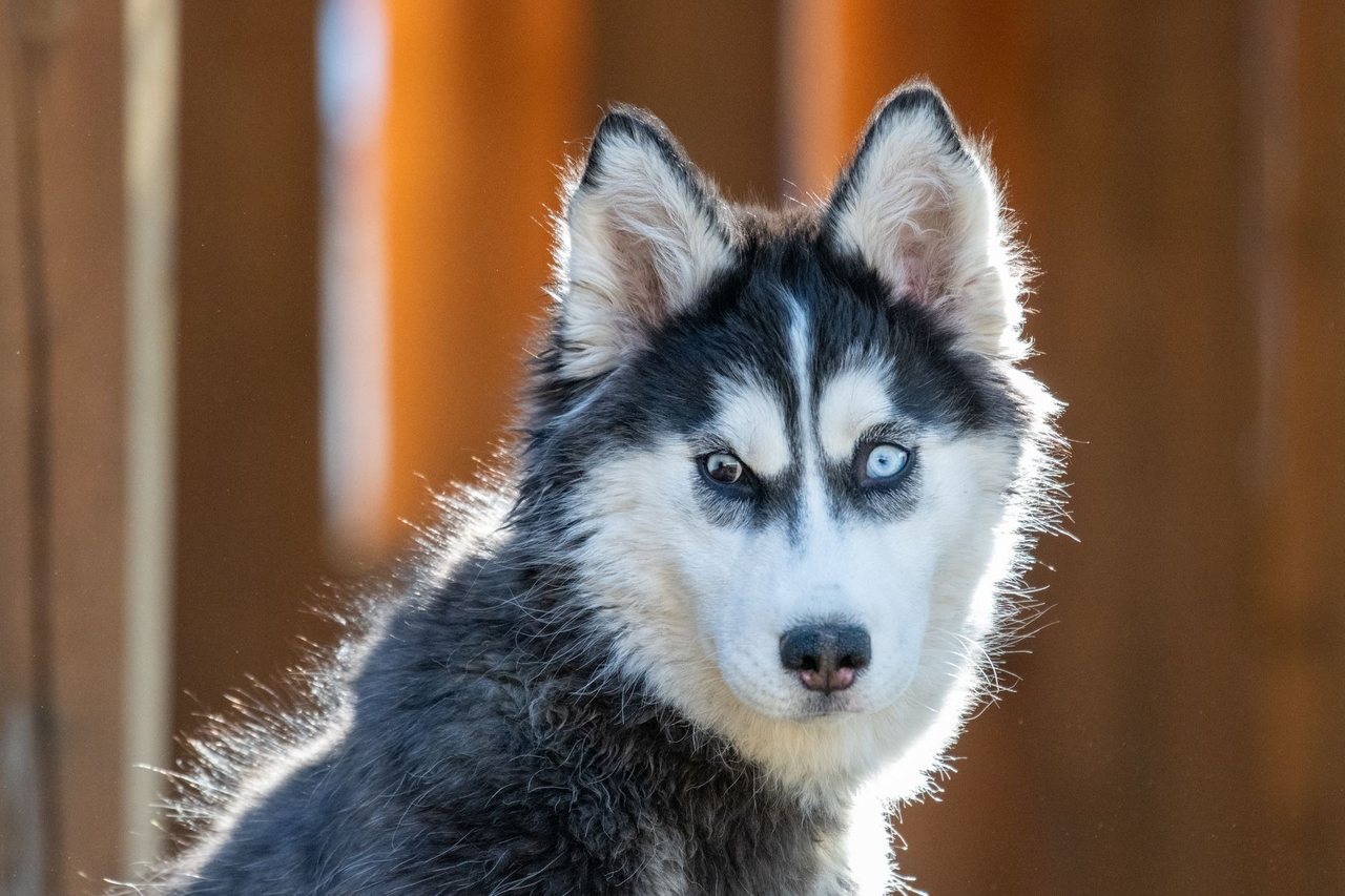 A relaxed puppy with soft eyes
