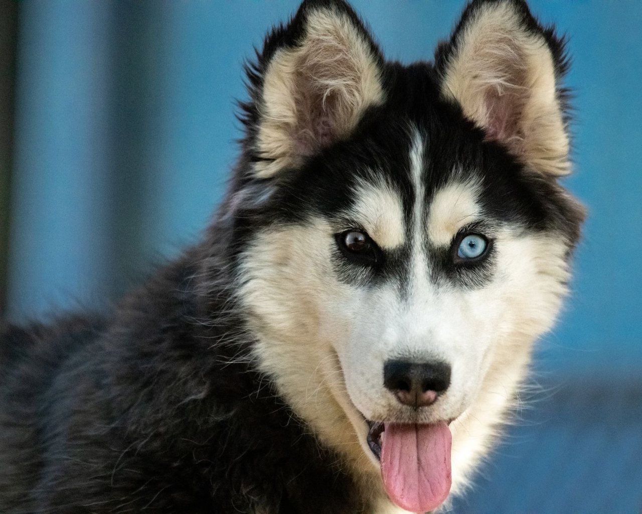 A gentle puppy at rest