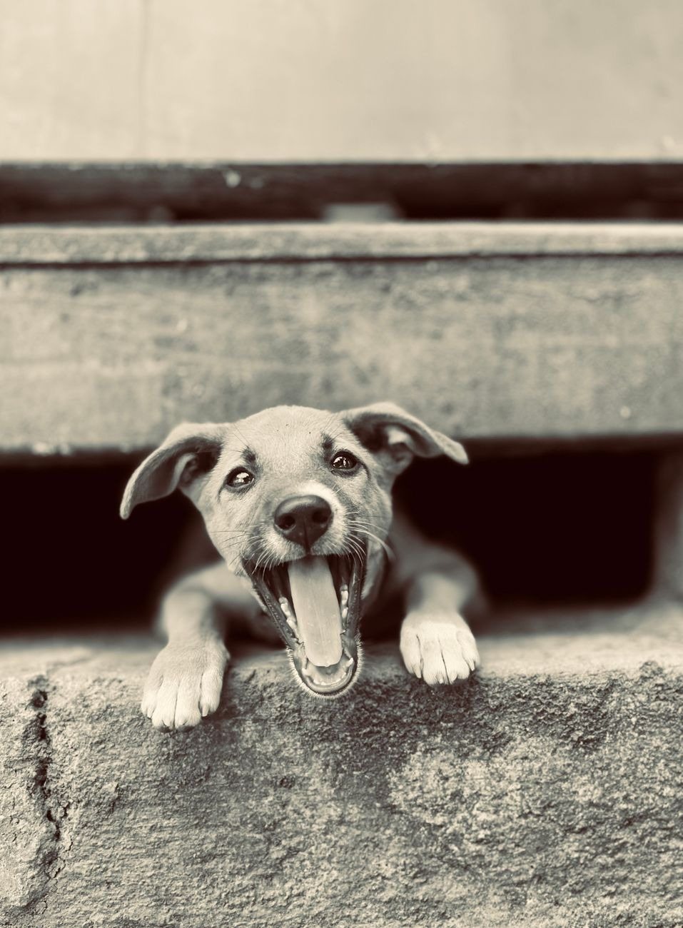 A serene puppy lying quietly