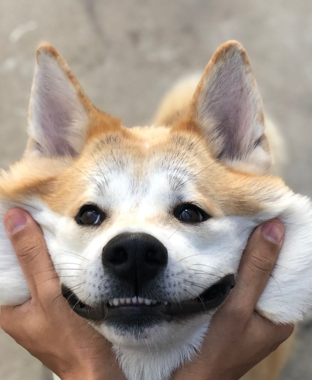 A sleepy young dog settling down