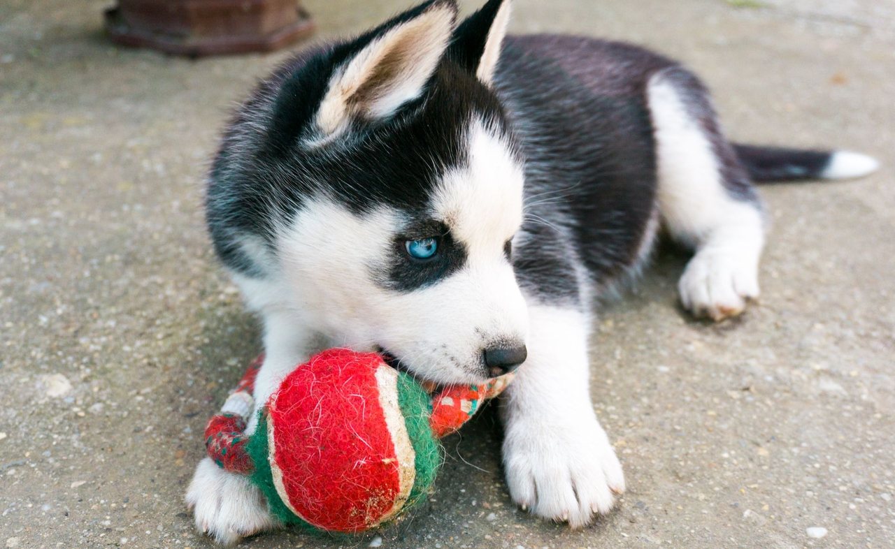 A content puppy relaxing