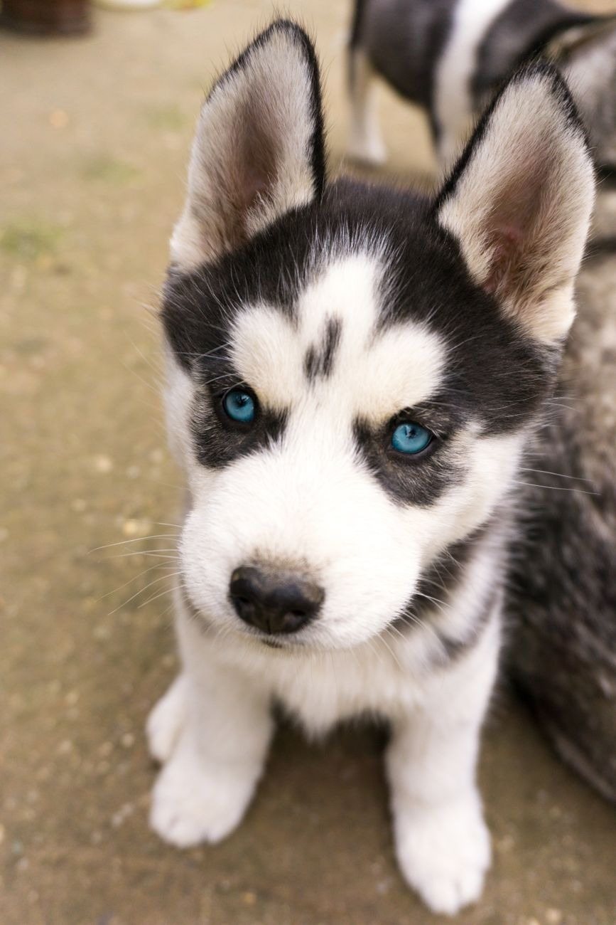A tranquil puppy at ease
