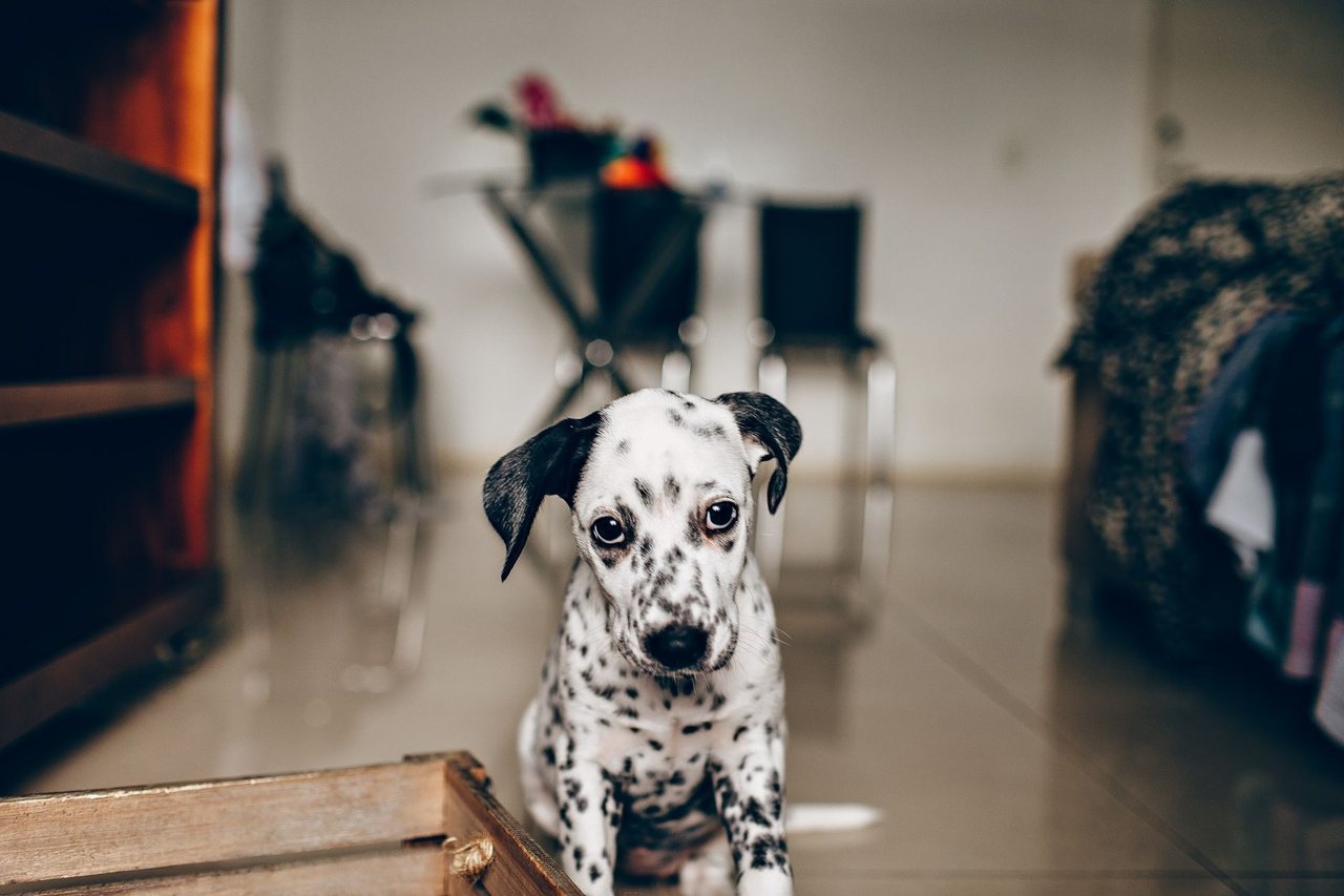 A gentle puppy at rest