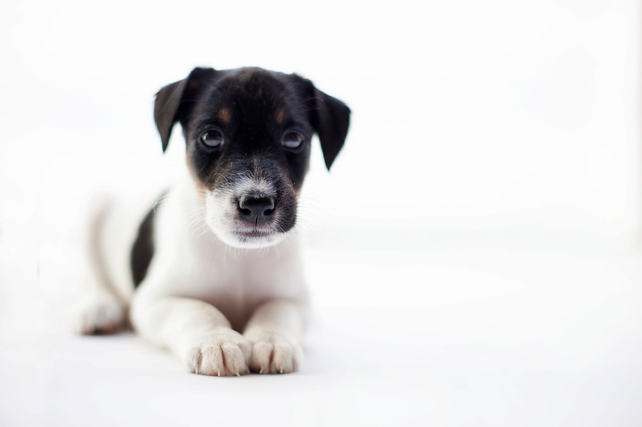A sleepy young dog settling down